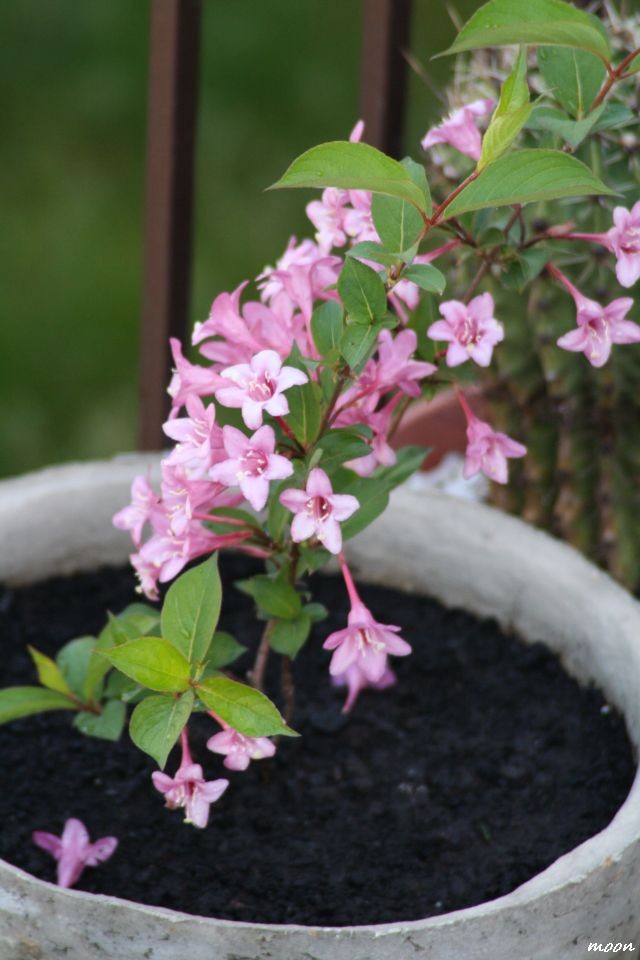 weigela